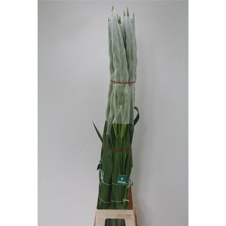 Freshy Gladiolus groot Bananarama