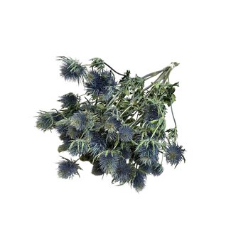 Dutch Dried Eryngium Blue | Blue Natural | 50 cm | Per 10 stems