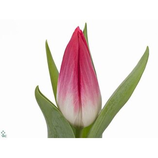 Freshy Tulp enkel Bolroyal Pink