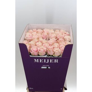 Freshy Rosa Sweet Avalanche