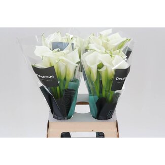 Freshy Zantedeschia Crystal Blush