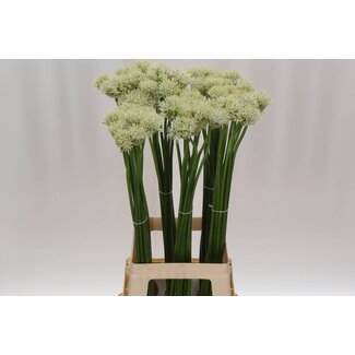 Freshy Allium Mount Everest