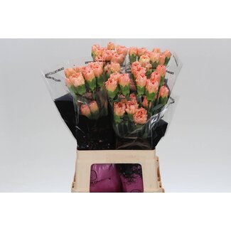 Freshy Anjer Lang Goldi