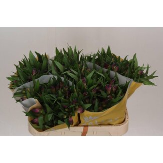 Freshy Alstroemeria Morado