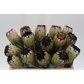 Freshy Protea Mag Niobe