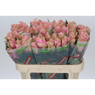 Freshy Rosa Athena Royale