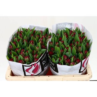 Freshy Tulp dubbel Saffiro