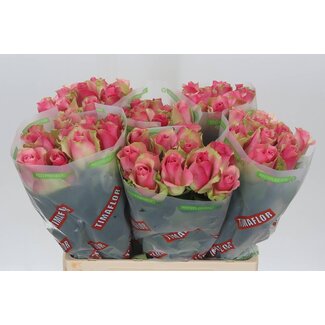 Freshy Rosa Bellevue