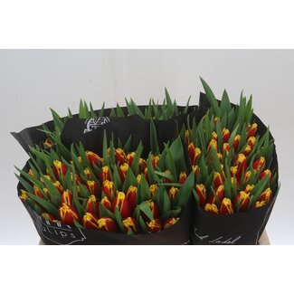 Freshy Tulipa gefranjerd Fabienne