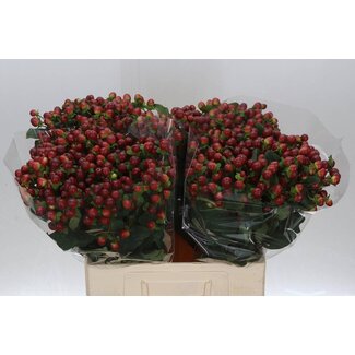 Freshy Hypericum Mag Seasons