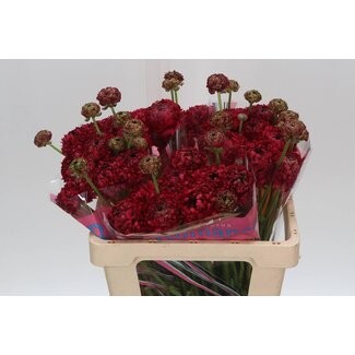 Freshy Ranunculus Brushmark Braga