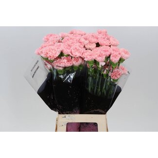 Freshy Anjer Lang Doncel