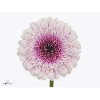 Freshy Germini. Aqua Herrera x20