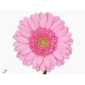 Freshy Germini. Aqua Kimsey x20