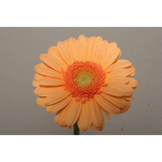 Freshy Germini. Aqua Judo x20