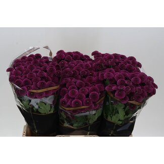 Freshy Chrysant santini Purpetta