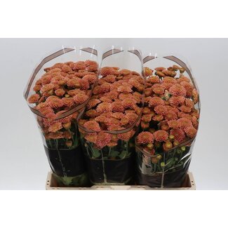 Freshy Chrysant santini Ellison Salmon