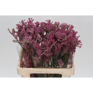 Freshy Anigozanthos Bush Pearl