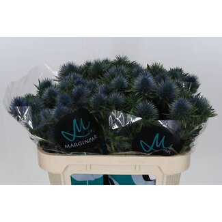 Freshy Eryngium Magnetar Qstar