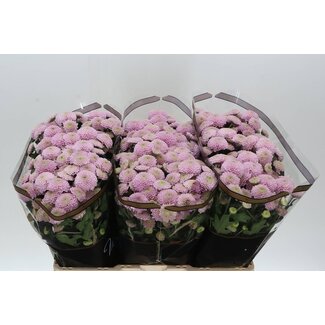 Freshy Chrysant santini Ellison Sweet