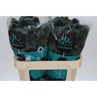 Freshy Eryngium Scorpius Questar