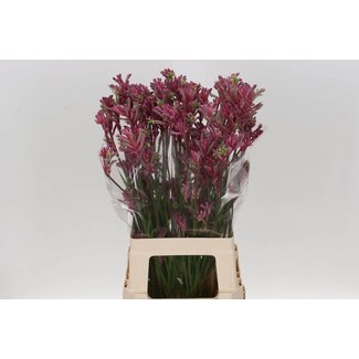 Freshy Anigozanthos Bush Pearl