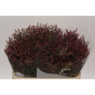 Freshy Limonium Sin Scar Diamond