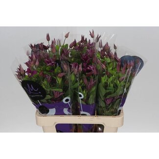 Freshy Clematis Amazing Kyiv