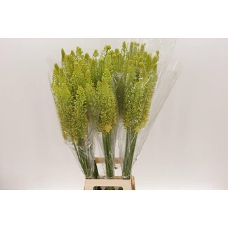 Freshy Eremurus Stenophyllus