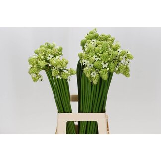 Freshy Ornithogalum Saundersiae