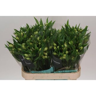 Freshy Alstroemeria White Swan