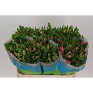 Freshy Alstroemeria Panorama