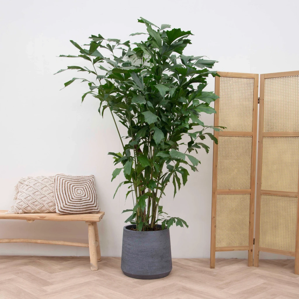 Kamerplanten: Groen voor elk B2B Interieur | B2B Flowers