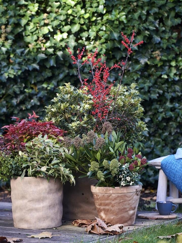 Tuinplanten: Kleur & Leven voor Uw Buitenruimte | B2B Flowers