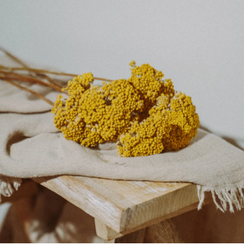 Achillea (Duizendblad)