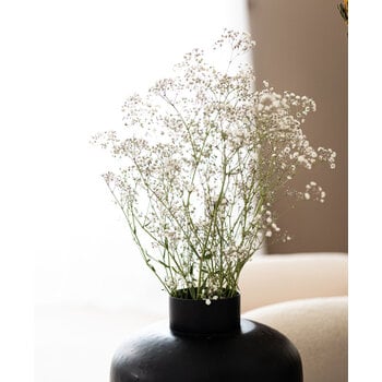 Gypsophila (Gipskruid)