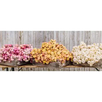 Helichrysum (Strobloem)