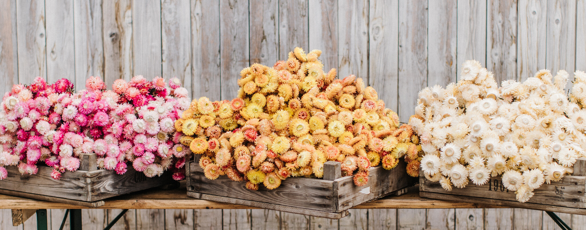 Helichrysum (Strobloem): Zonnige Klassieker voor B2B | B2B Flowers