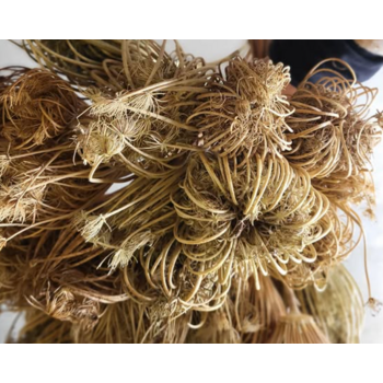 Ammi Majus (Koninginnekruid)