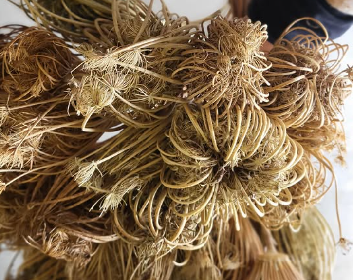 Ammi Majus (Koninginnekruid): Luchtige Elegantie | B2B Flowers