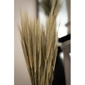 Hordeum (Gerst)