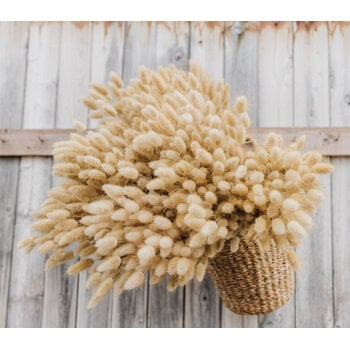 Lagurus (Hazenstaartjes)