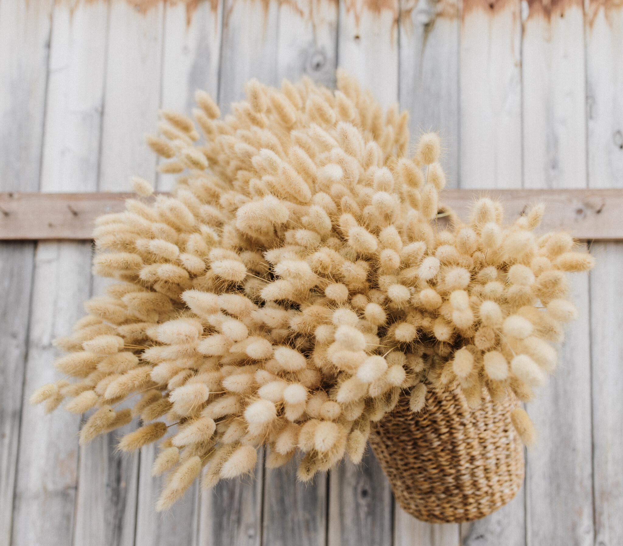 Lagurus (Hazenstaartjes): Zacht & Speels voor B2B | B2B Flowers