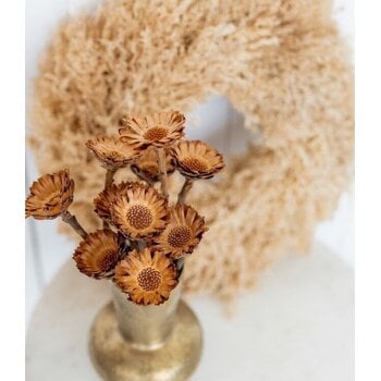 Protea (Suikerbossie)