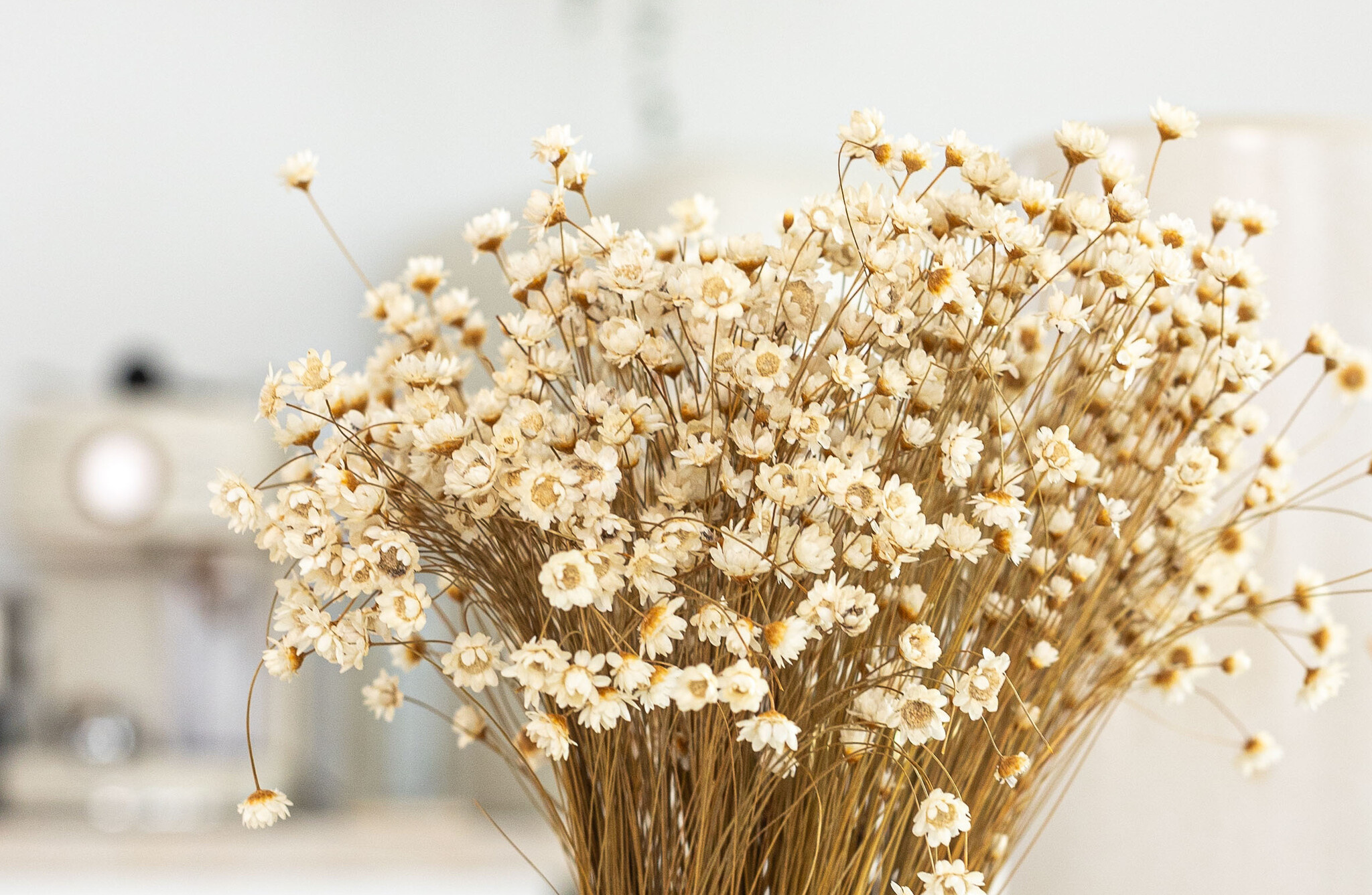 Asteraceae (Glixia): Fijne Droogbloemen voor B2B | B2B Flowers