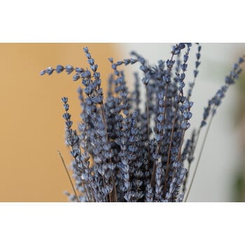 Lavandula (Lavendel)