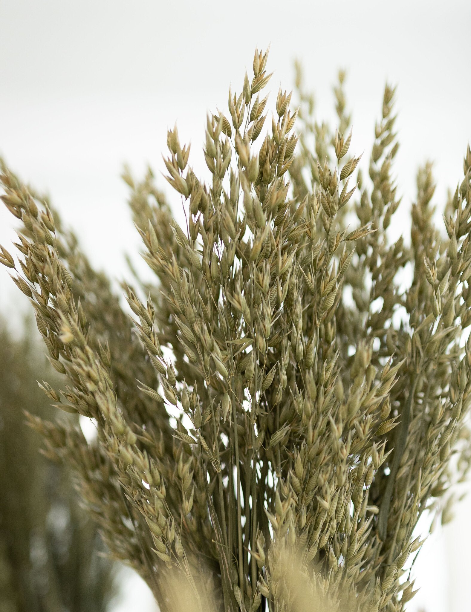 Avena (Haver): Rustieke Grassen voor B2B | B2B Flowers