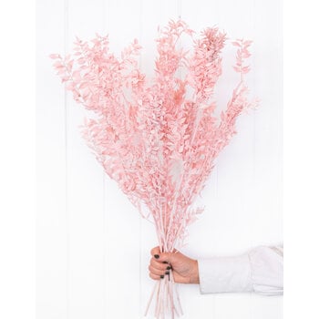 Ruscus (Muizendoorn)