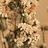 Limonium (Statique)