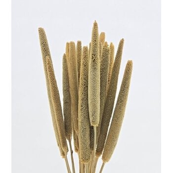 Babala (Parelgierst)